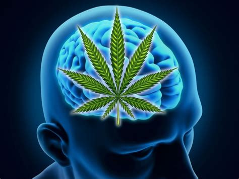 The Positive Effects of Marijuana on the Elderly Brain | Marijuana.TM - Cannabis News