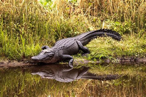 Alligators create hotspots for life by digging holes with their snouts ...