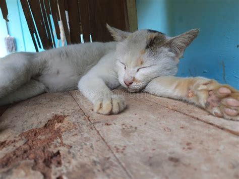 A Cat is Sleeping Under the Table Stock Photo - Image of animal, cute: 254735492