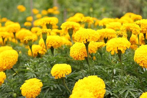 Marigold Seed Germination, Seed Rate, Planting | Agri Farming