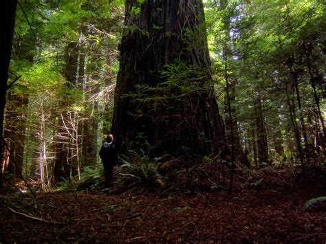 Tales From the Trails: Humboldt Redwoods State Park