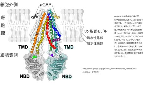 ATP binding cassette subfamily A ATP結合カセットサブファミリーA | 東京・ミネルバクリニック