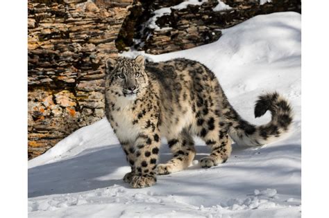 Is the Snow Leopard Endangered Wild Cat? - Catman