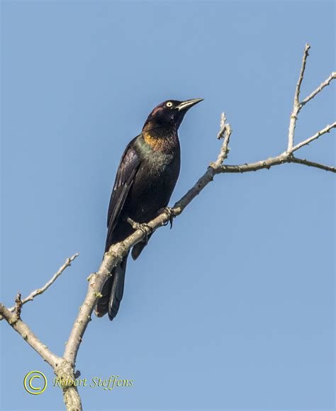 Boat-tailed Grackle | BirdForum