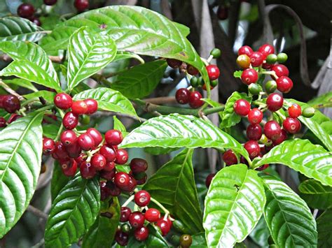 Cultivo de semillas de café DWARF COFFEE PLANT 20 semillas | Etsy