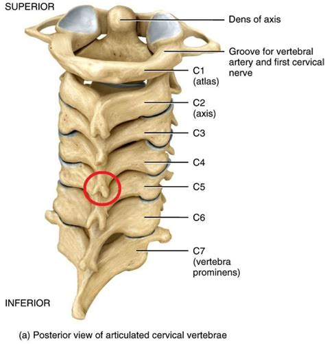 cervical spine - Anatomy Info