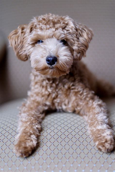 Pin by Jessica Cotto on Schnoodle Haircuts | Schnoodle dog, Schnoodle, Cute puppies