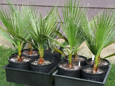 20 Washingtonia Filifera Palm Tree Seeds, Rare Mexican Fan Palm Fresh Seeds