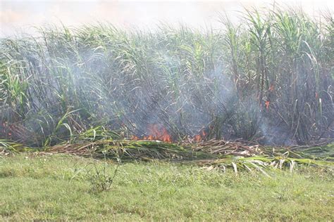 Causes and Effects of Agricultural Pollution on Our Environment ...