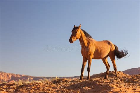 Wild Horse. Bronco. stock image. Image of western, bronco - 26531583