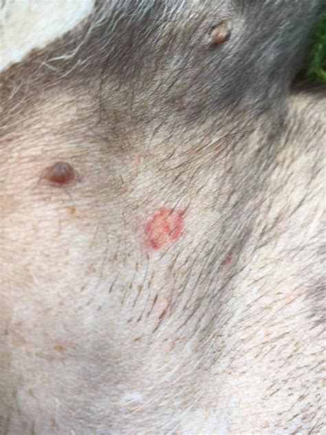 Folliculitis in Dogs - Whole Dog Journal