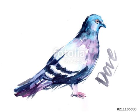 Watercolor Dove at PaintingValley.com | Explore collection of Watercolor Dove