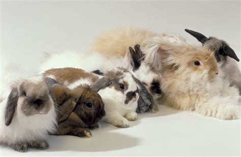 An Overview of Rabbit Fur Colors and Patterns