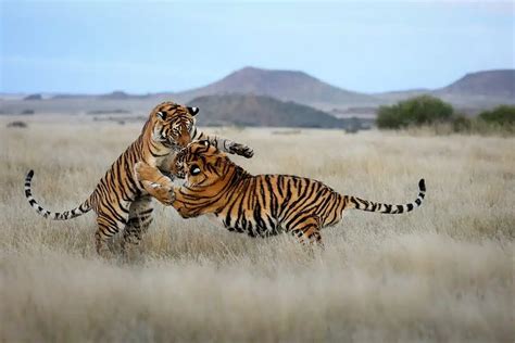 Watch: Tigers in … Africa? - Animals Around The Globe