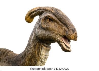 Parasaurolophus Head Parasaurolophus Genus Herbivorous Ornithopod Stock Photo 1416297020 ...