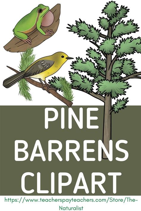 Pine Barrens Plants and Animals - Ecosystem Clip Art | Plants, Ecosystems, Clip art