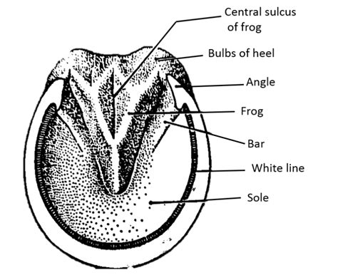 Parts of the hoof | HORSE COURSES ONLINE