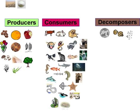 Classification-of-Animals.pptx on emaze