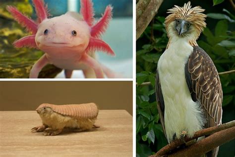 Weird Animals Found On Earth