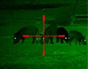 6 Best Night Vision Scopes for Coyote Hunting [2024 Reviews] - Optics Mag