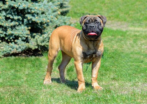 Bullmastiff Temperament