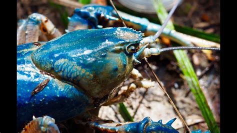 World's largest freshwater crayfish in takayna / Tarkine - YouTube