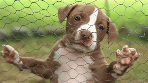 Best 7 Pit Bull Rescue Near Me