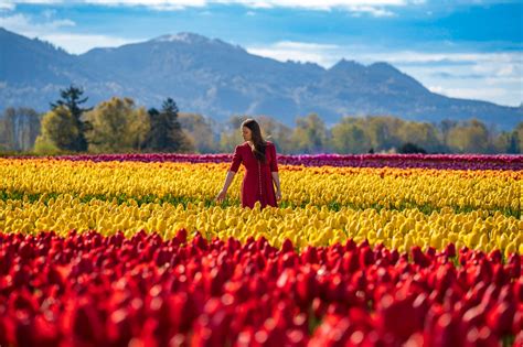 Tulip Festival 2024 Usa - Belva Ginnifer