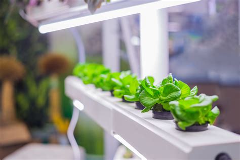 What Are the Megatrends Shaping Indoor Farming? - Grow Higher