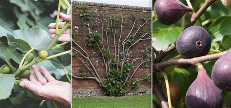 How to grow a fig tree | Homes & Gardens