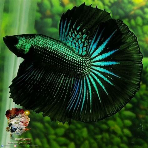 Betta Fish Super Green Black Samurai Halfmoon Male | Betta fish types, Betta fish, Pretty fish