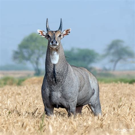 Nilgai Hunting with Riata Hunting & Fishing | Riata Worldwide Hunting & Fishing