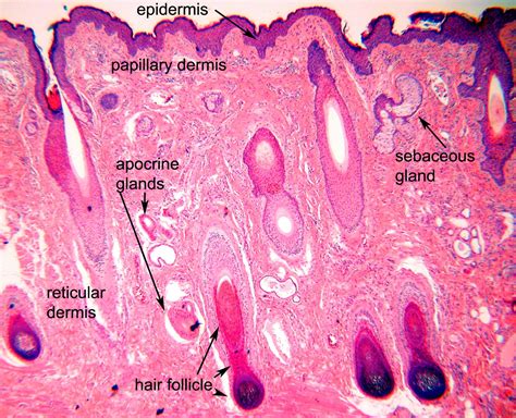 Ocular Pathology: Tissue Types-Epithelium, Blood Elements, Muscle etc.