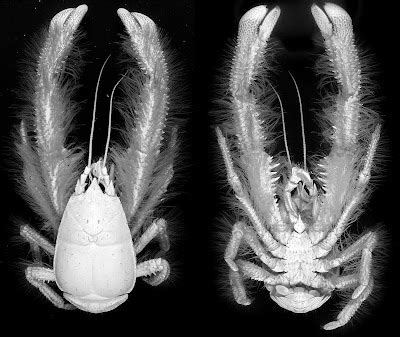 Species New to Science: [Crustacea • 2005] Family Kiwaidae | Kiwa hirsuta | Yeti Crab • A new ...