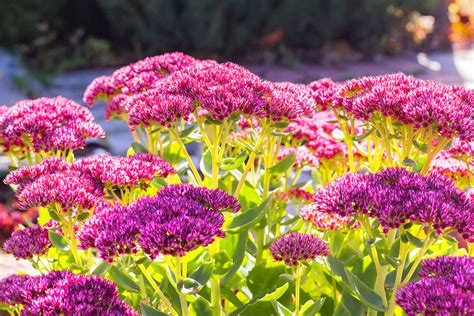 15 Drought-tolerant Plants You Won’t Have to Water