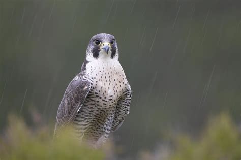 Peregrine falcon | Peregrine falcon, Birds of prey, Birds photography art