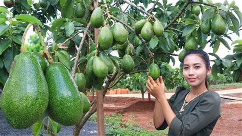 Harvest avocado in my homeland - Healthy fruit - YouTube