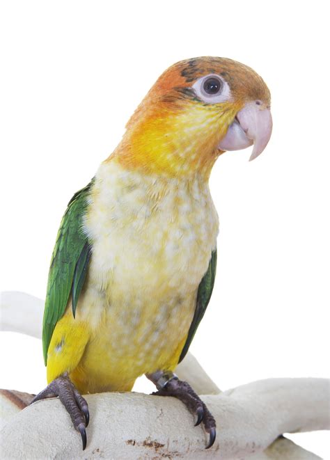 Stunning #Caique | Caique parrot, Most beautiful birds, Parrot