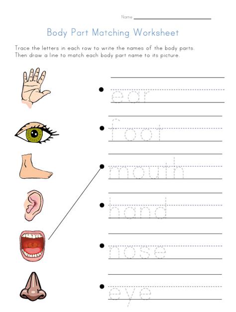 Body Matching Worksheet