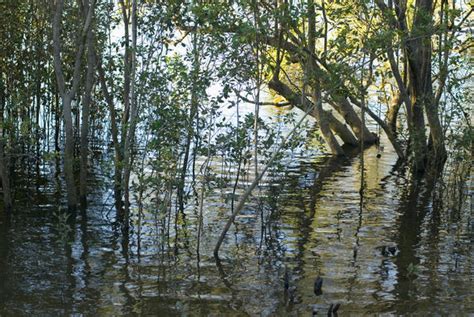 Plants Growing In A Swamp-3937 | Stockarch Free Stock Photos