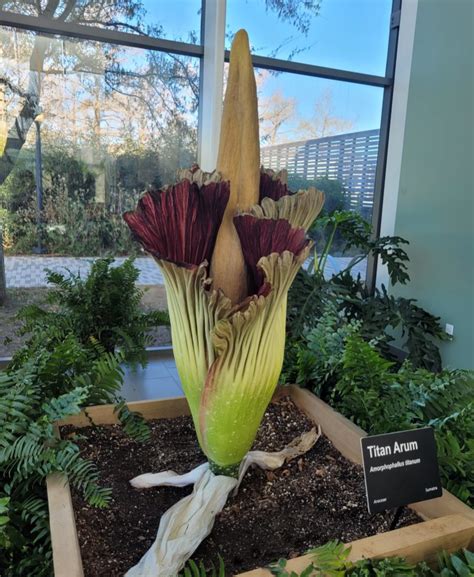 Corpse Flower Blooming Event - Myriad Botanical Gardens