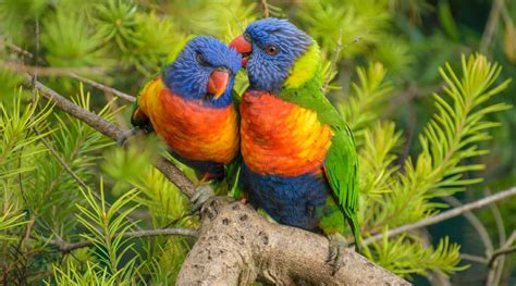 Rainbow Lorikeet - BirdLife Australia