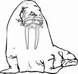 Free Printable Walrus Coloring Pages For Kids sketch template