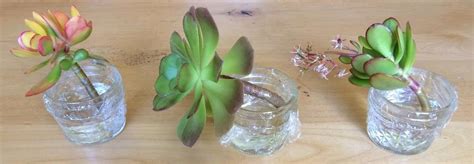 Water Propagation Succulent Leaves - Best Succulent Ideas