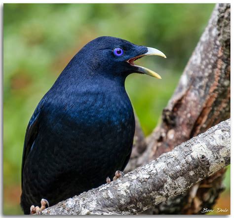 Satin Bowerbird | Animals, Cute animals, Beautiful blue eyes