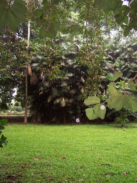 OurTravelPics.com :: Travel photos :: Series limbe :: Photo 17 :: Trees ...