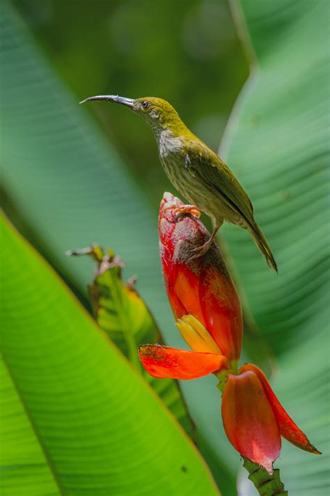 Danum Valley wildlife location in Borneo, Asia | Wildlife Worldwide