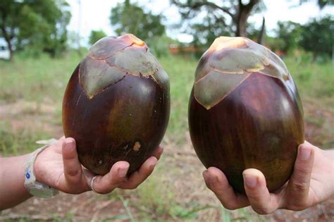 10 Manfaat Buah Siwalan Ini Ternyata Tidak Banyak Diketahui Orang