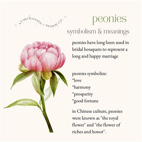 peonies - symbolism & meanings in 2023 | Language of flowers, Flower meanings, Pretty flower names