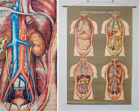 Vintage 1950's Frohse Chest & Abdomen Viscera Human Anatomy Wall Chart ...